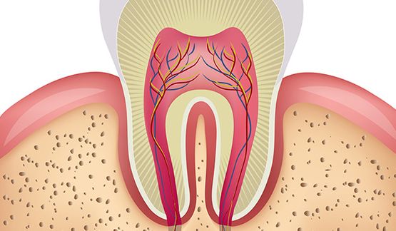 Interior diente